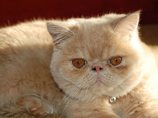 kucing persia exotic shorthair pesek