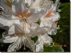 DSCN5012