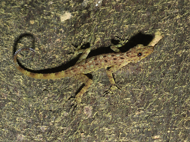 Peninsular Rock Gecko - Cnemaspis peninsularis