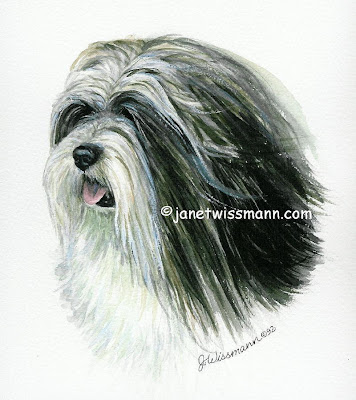 apso lhasa dog. Lhasa Apso Head Study