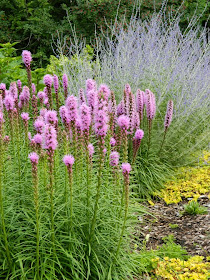 Liatris spicata Floristan Violet Blazing Star James Gardens Etobicoke by garden muses-not another Toronto gardening blog