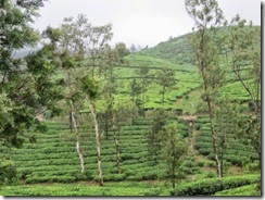 idukki 25