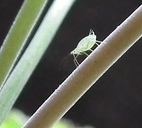 Aphid pondering on Geranium stem