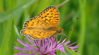 Argynnis (Mesoacidalia) aglaja (male) DSC57759