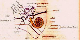 Pengertian Bagian Bagian Telinga dan Fungsinya Gambar 
