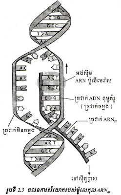 ចលនការចម្លងក្រម, ចម្លងក្រម, ចម្លងព័ត៌មានសេនេទិច