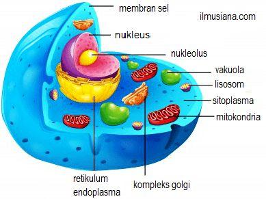 15+ Gambar Sitoplasma, Terpopuler!