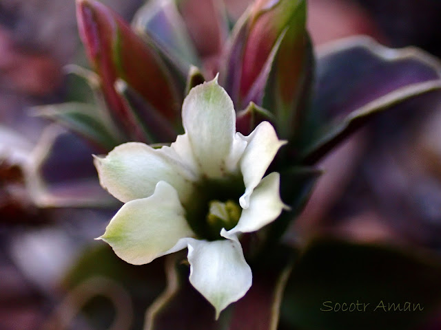 Gentiana zollingerii