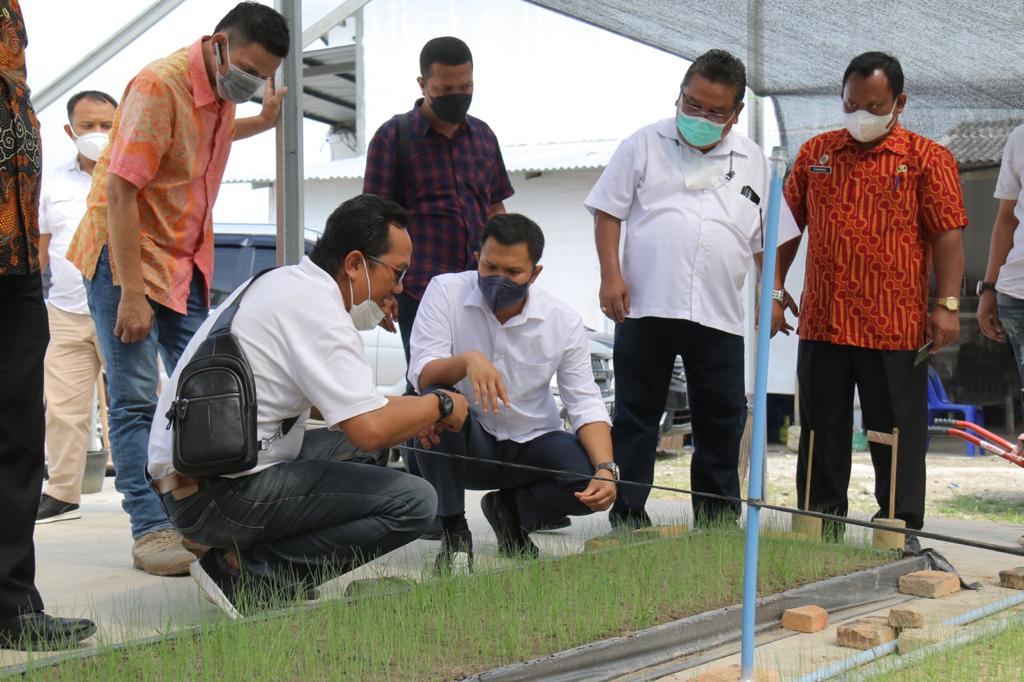 Wabup Sergai Tinjau Lokasi Pembibitan Padi di Desa Pantai Cermin Kanan