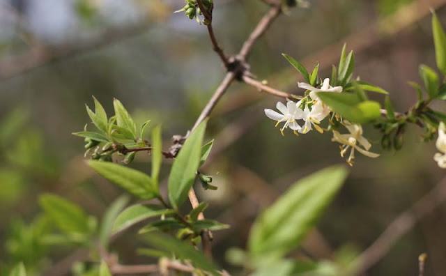 Lonicera Fragrantissima Flowers