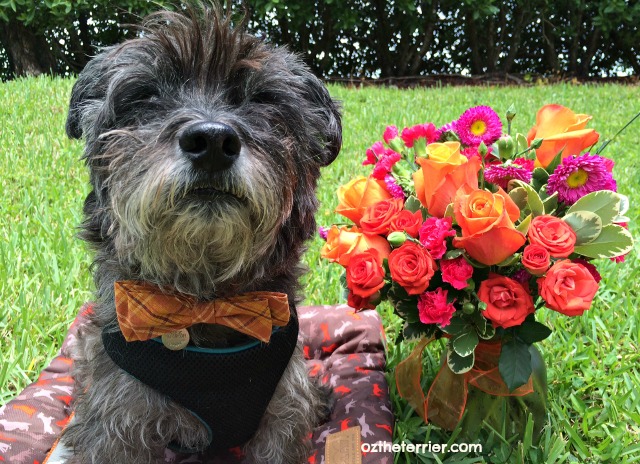 Oz with beautiful orange roses from new friends