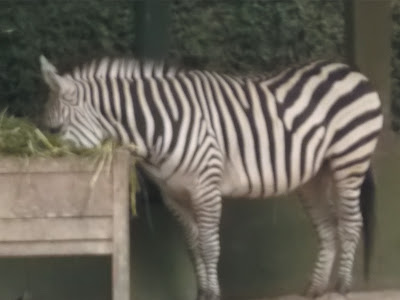 Foto kuda zebra di kebun binatang gembiraloka