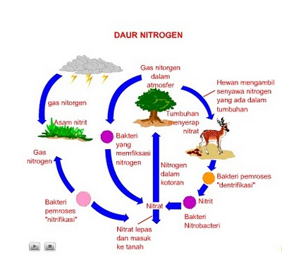 Penjelasan dan Pengertian Daur Nitrogen dan Contohnya