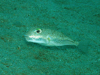 ikan pufferfish