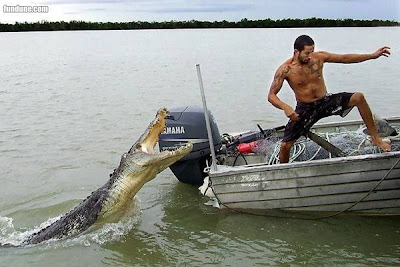 Crocodile with man