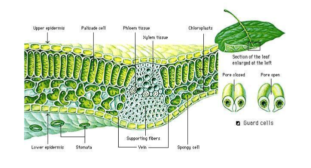 fotosintesa