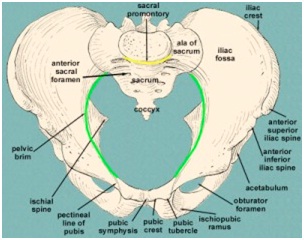 Miscellaneous TULANG  PANGGUL  ORGAN REPRODUKSI PEMBULUH 