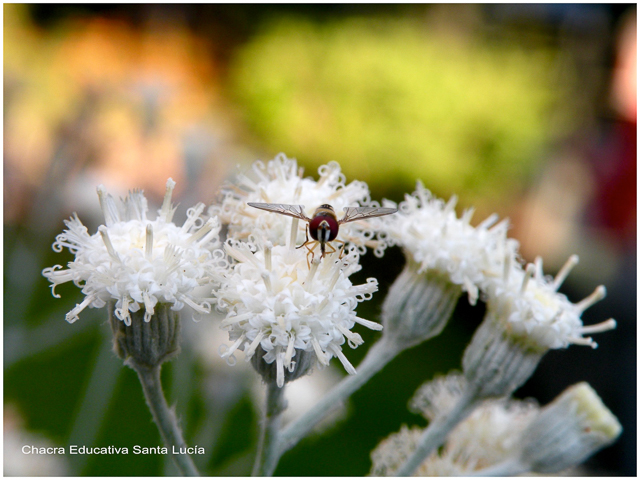 Algunos insectos ayudan a polinizar las plantas - Chacra Educativa Santa Lucía