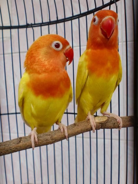 Trend Burung Lovebird Yang Paling Dicari ~ Gembala News