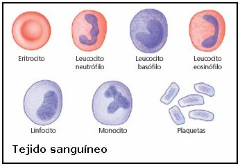 células del tejido sanguíneo