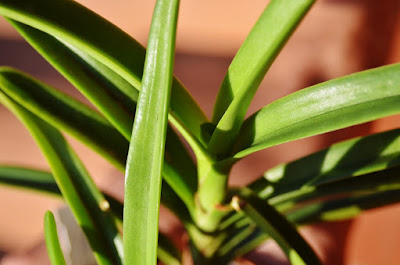 Grow and care Aerides krabiensis orchid - The Krabi Aerides