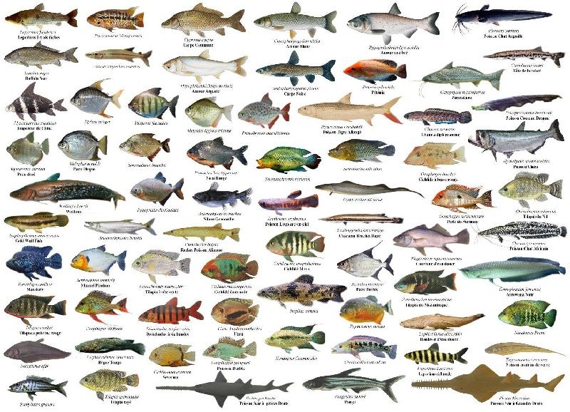 Mengenal Jenis  Jenis Ikan  secara Umum