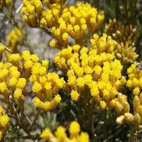 immortelle d'Italie-Helichrysum italicum