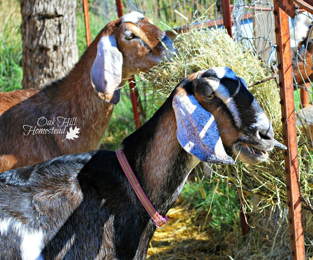 Two Nubian does eating hay.