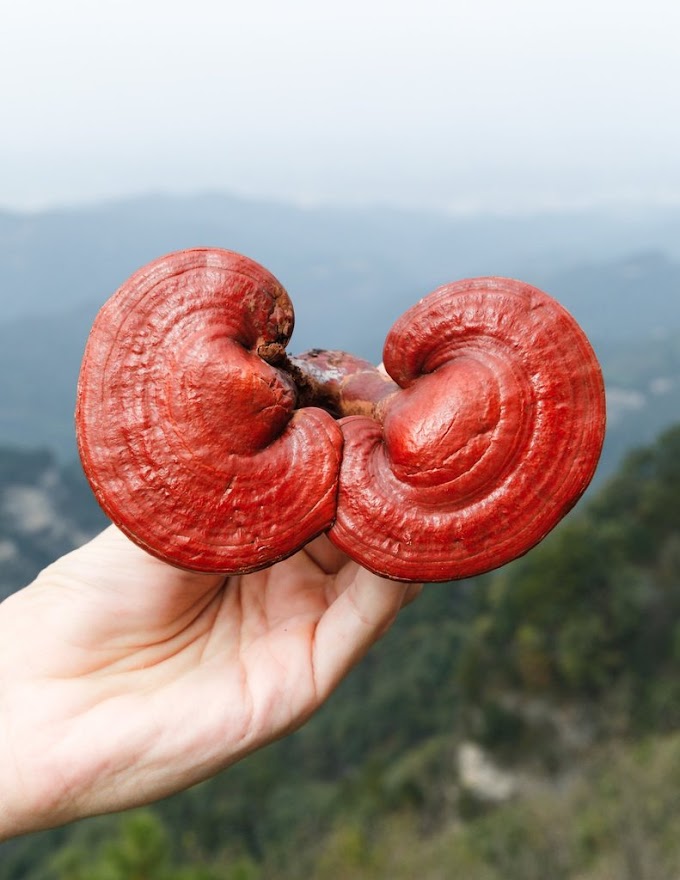 REISHI MUSHROOM | Antiaging effects | Biobritte mushroom company