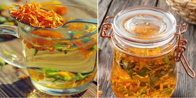 calendula tea or infusion for dogs and cats