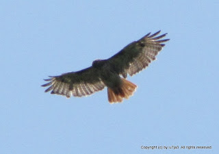 Red-tailed Hawks