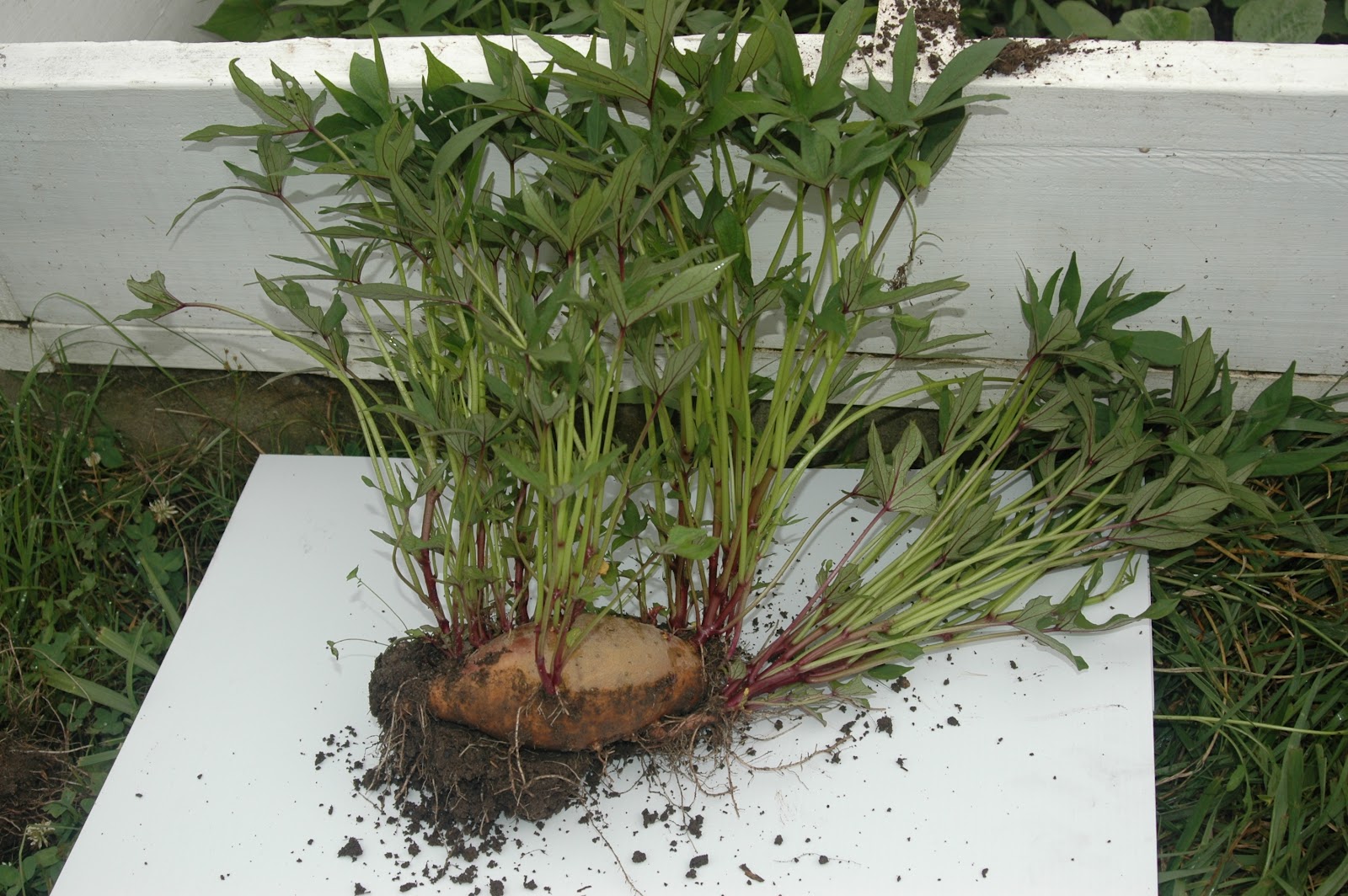 Growing Potatoes In Containers