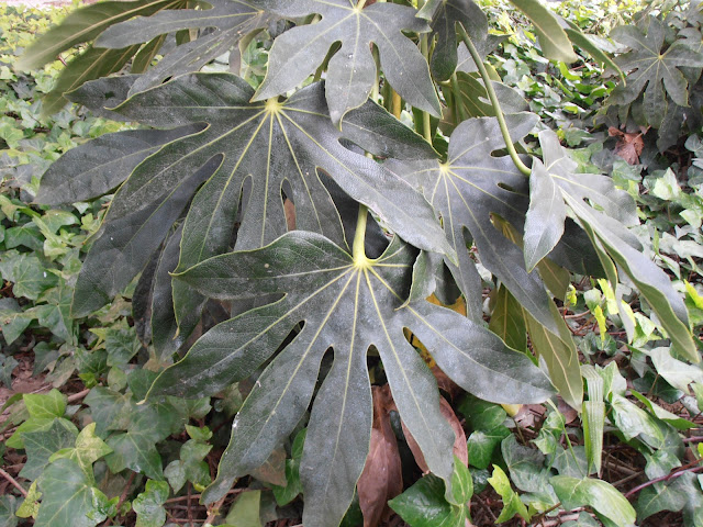 ARALIA: Fatsia japonica