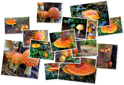 View MUSHROOM IN OUR YARD