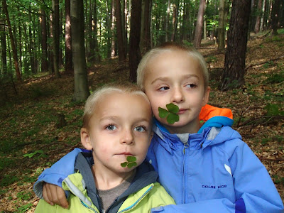 grzyby, grzyby we wrześniu, grzybobranie we wrześniu, borowik ceglastopory, Boletus luridiformis, podgrzybek złotawy, Xerocomellus chrysenteron, maślak modrzewiowy, Suillus grevillei, siedzuń sosnowy, Sparassis crispa, tęgoskór pospolity, Scleroderma aurantium