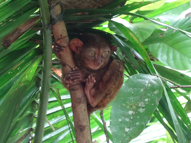 philippines Tarsier Sanctuary bohol