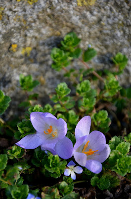 Hellblaue Krokus-Blüten zwischen frischem Grün.