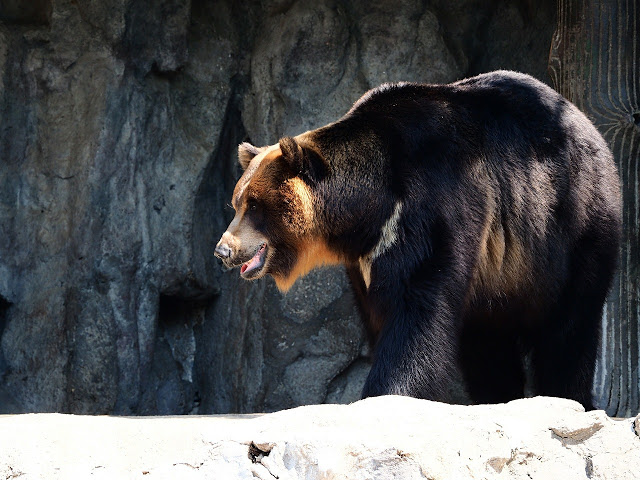 Asiatic black bears Facts and Information _ ListAnimals