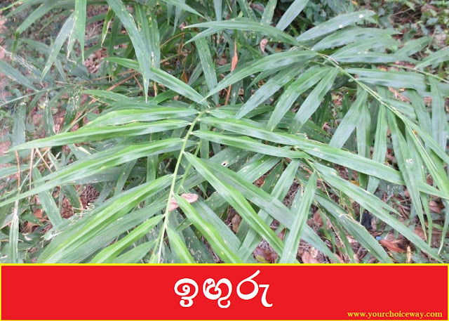 ඉඟුරු [Iguru] (Zingiber Officinale) - Your Choice Way