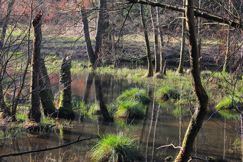 marais du moderbach