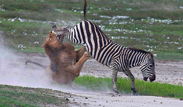 Zebra kick a lion