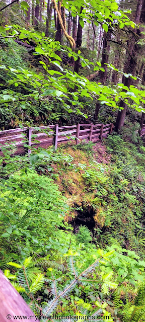 Nice wooded rails on the trail up to Marymere Falls