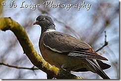 IMG_0002