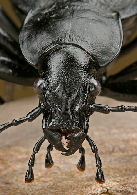 Cool Pictures of Alien Insects -  Insect Macro Photography Seen On www.coolpicturegallery.net