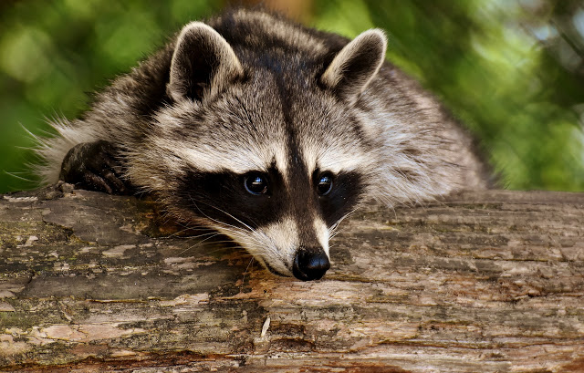 Raccoon Facts and Information