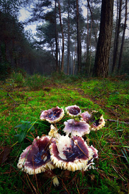 Stage photo forêt de Fontainebleau