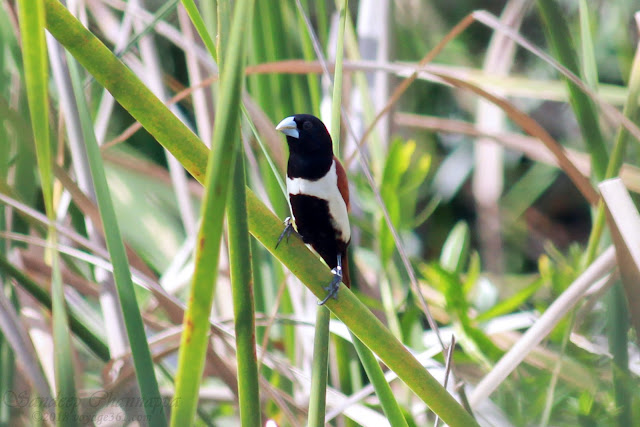 Tricolored Munia