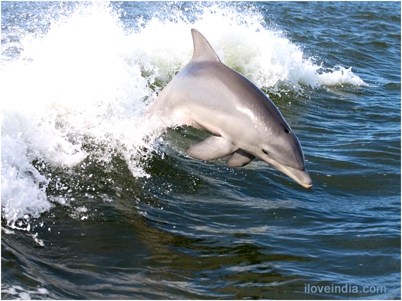 -The NARK news-: - 10 interesting facts about DOLPHINS