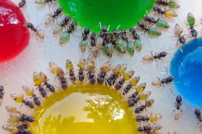 hormigas tomando agua dulce
