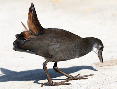 White-breasted Waterhen